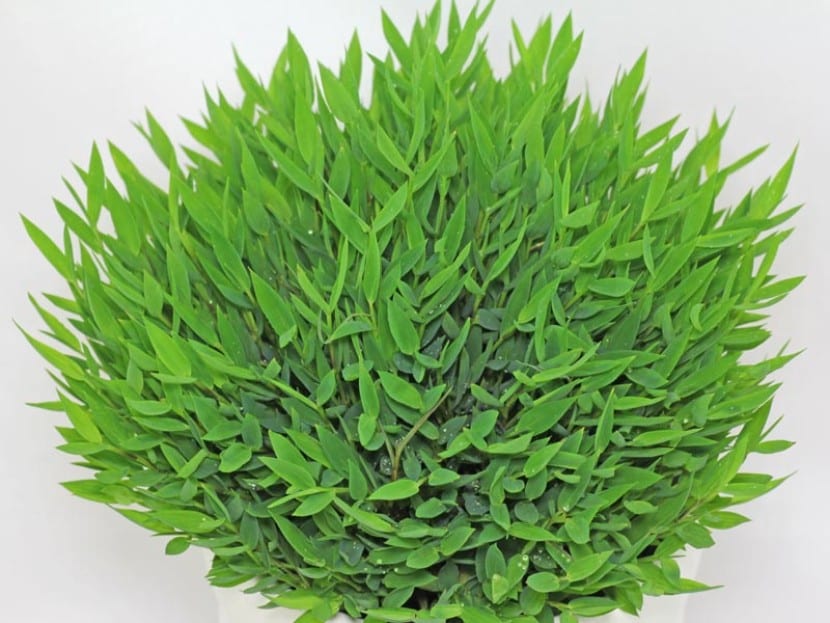 Pogonatherum paniceum