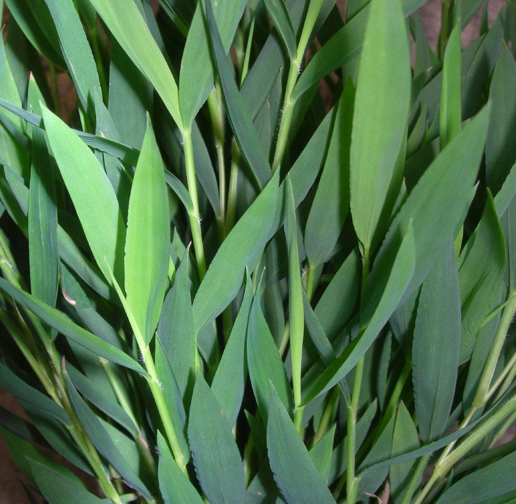 Pogonatherum
