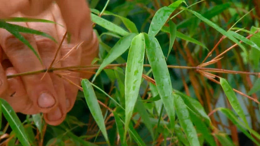 Poda y cultivo del Bambú Fargesia