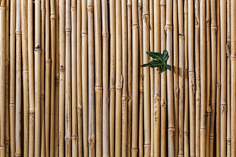 evitar que el bambu invada el jardin