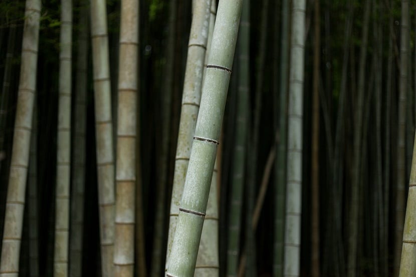 caracterisiticas del bambu
