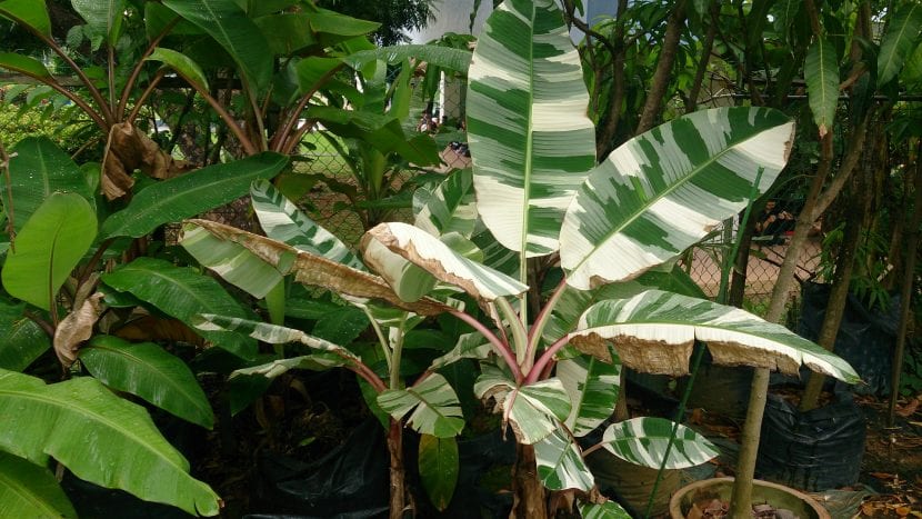 Musa paradisiaca con las hojas variegadas
