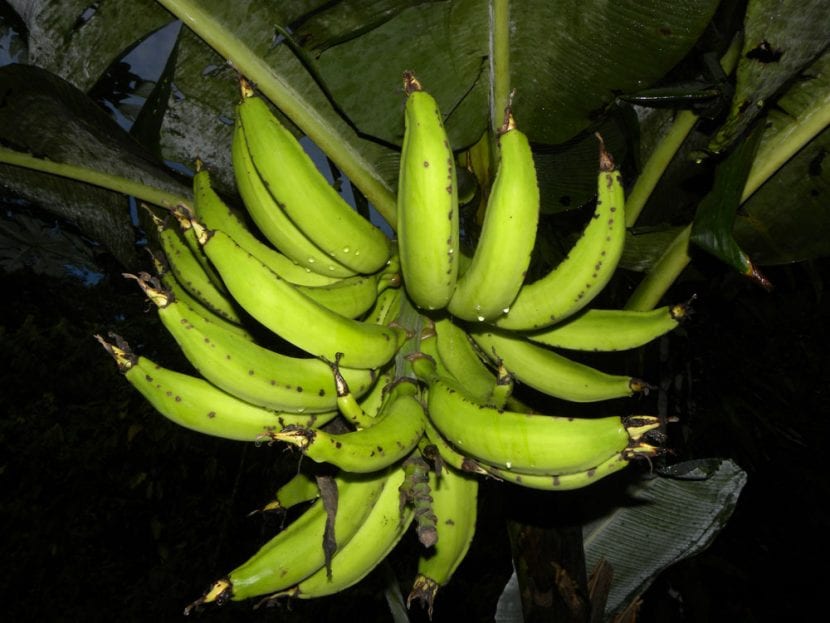 Frutos maduros de la banana, listos para cosechar