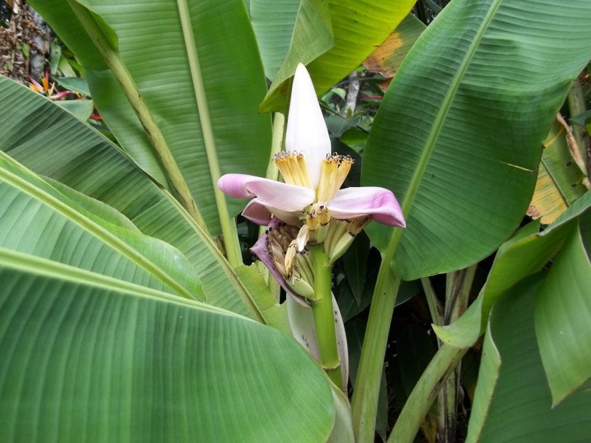 Flor del bananero, que tarda alrededor de 1 año en aparecer por primera vez