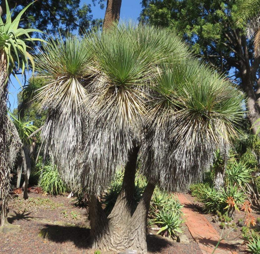 Un ejemplar adulto de Beaucarnea stricta en un jardín.