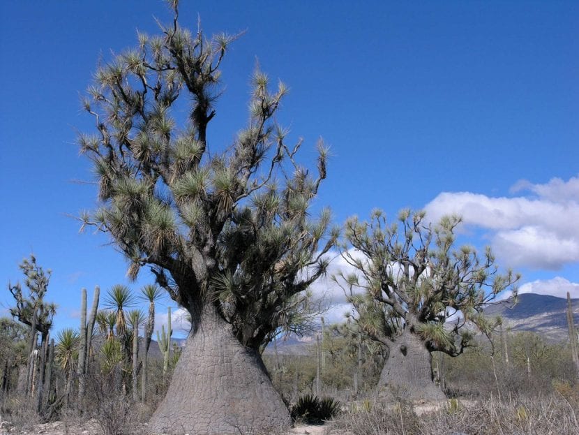 Beaucarnea gracilis en su hábitat natural.