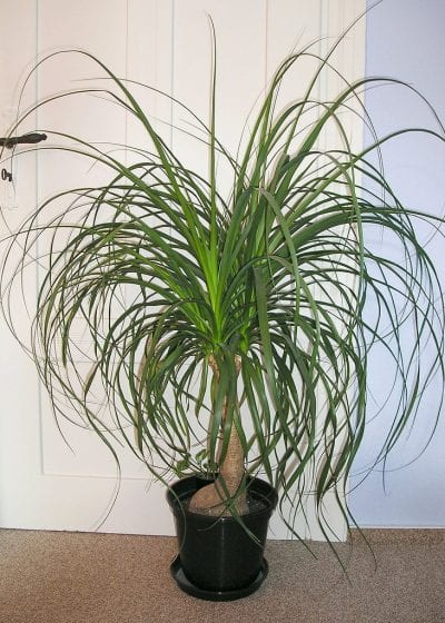 La B. recurvata se puede utilizar como planta de interior