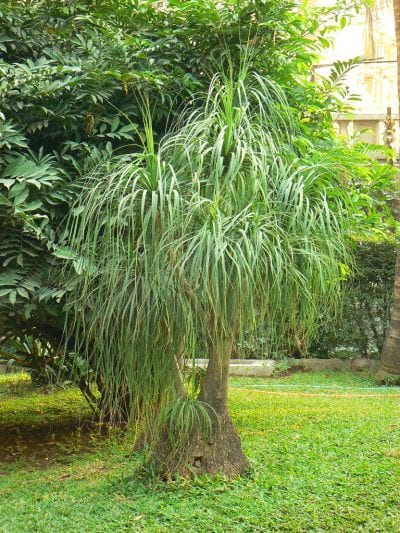 Beaucarnea recurvata, la especie más popular del género