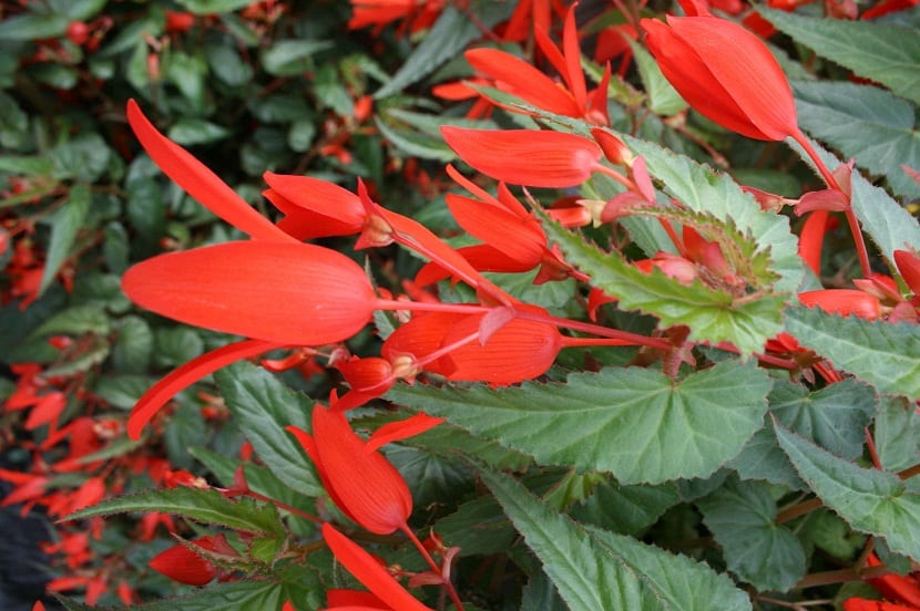 Begonia Boliviensis con flores rojas