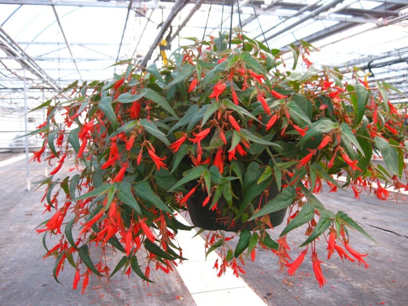planta colgante con flores rojas