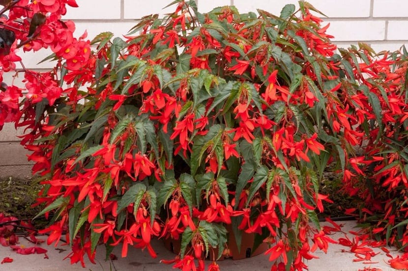 planta en maceta con flores muy llamativas