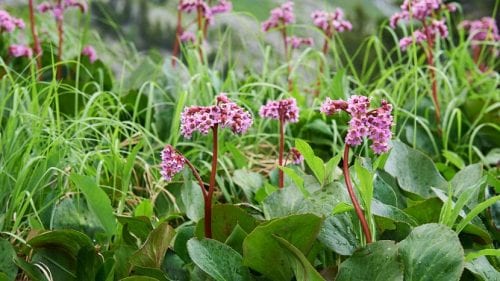 Racimos de flores rosas de Bergenia crassifolia sobre tallos rojizos
