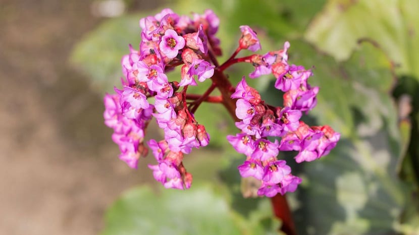 preciosas flores de color rosa que parecen trompetas