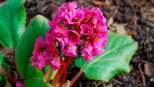 Detalle de un racimo de flores de bergenia visto de cerca