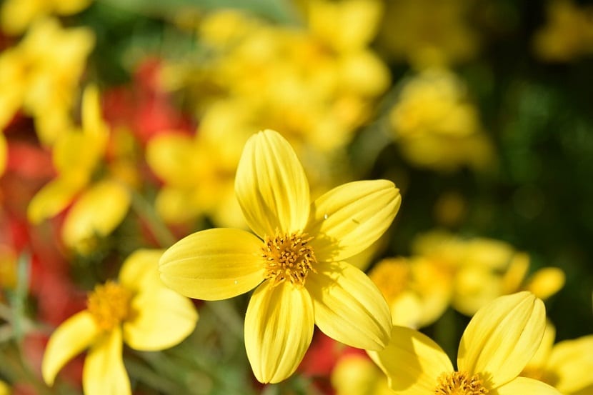 Bidens ferulifolia, también conocida como verbena amarilla