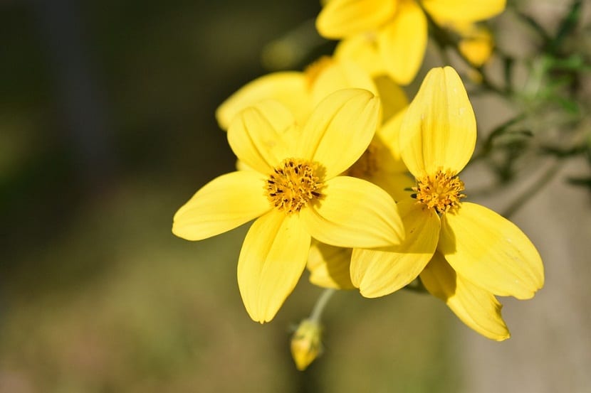 Cuidados que necesita la Bidens ferulifolia