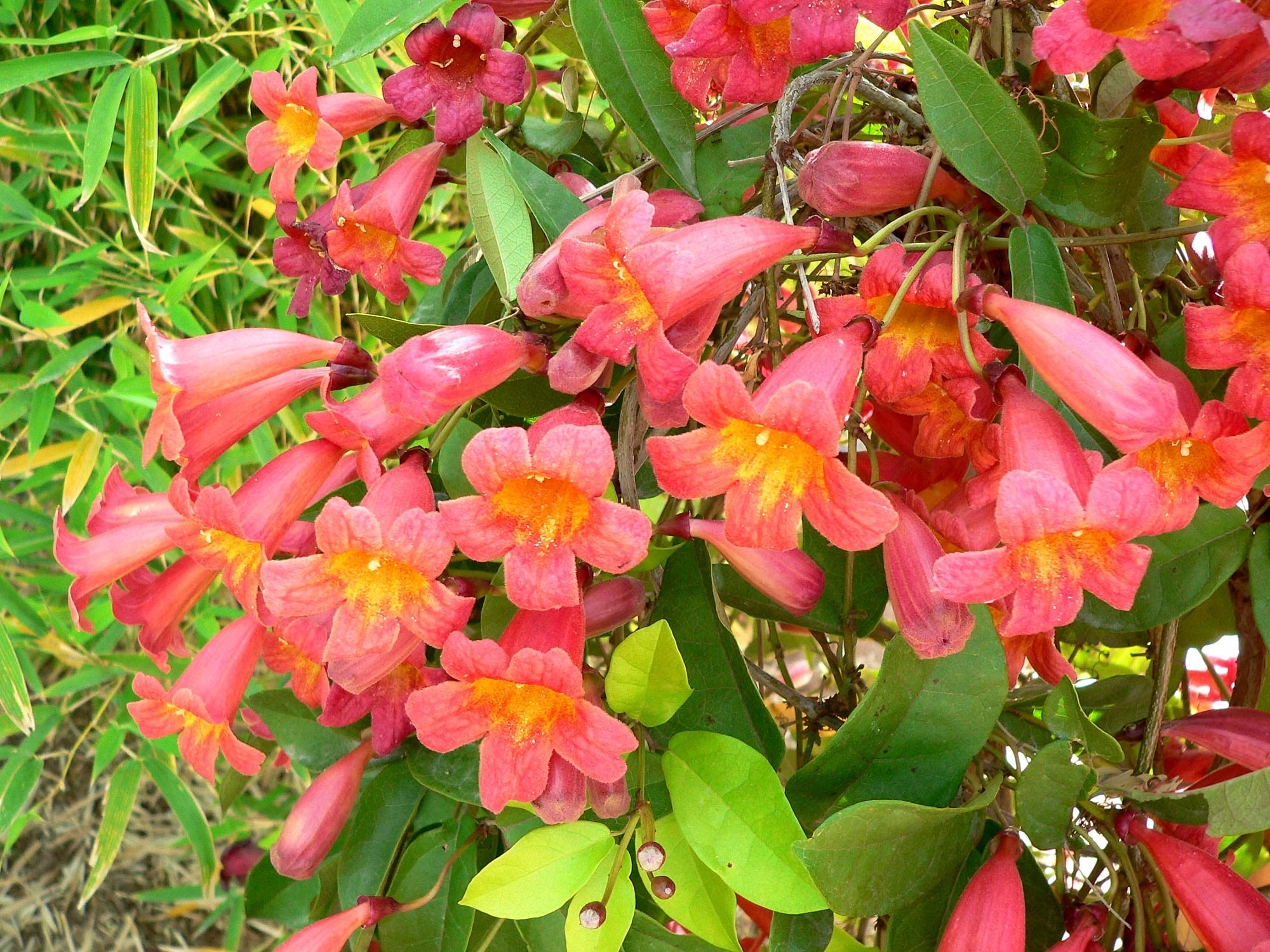 Flores acampanadas de Bignonia capreolata sobre un muro