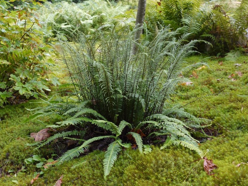 Vista del Blechnum spicant en hábitat