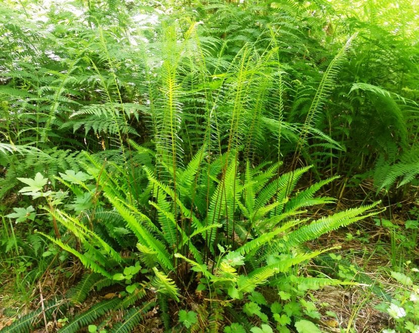 El Blechnum spicant es una planta de sombra