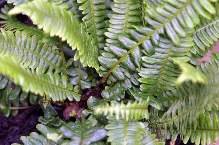 Vista del Blechnum spicant