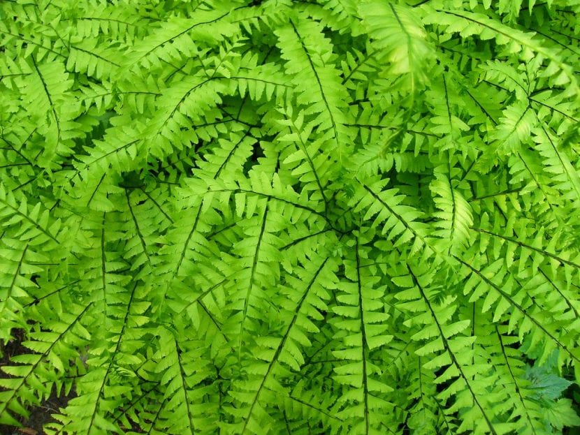 Las frondes del Blechnum spicant son verdes