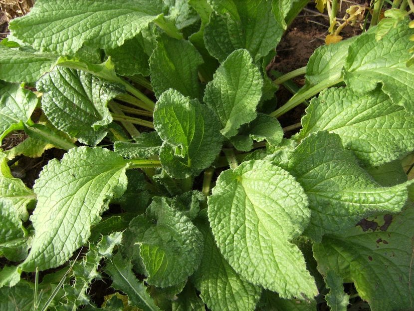 Hojas de Borago officinalis