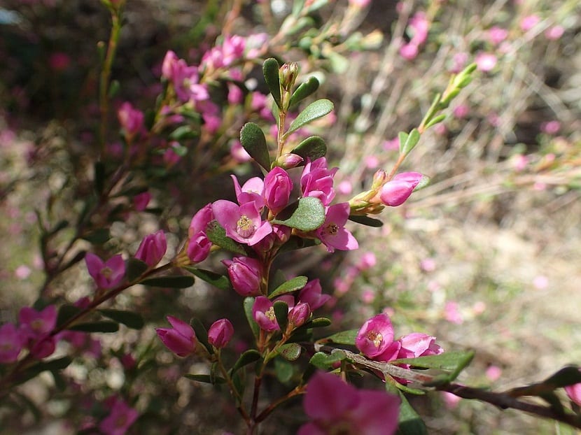 ramas de una planta con florecillas pequenas y de color rosa