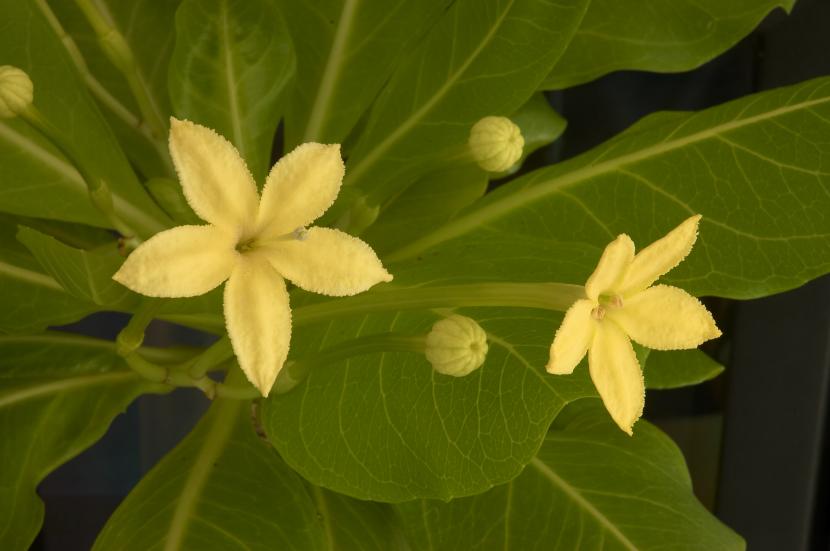 Flores de Brighamia insignis