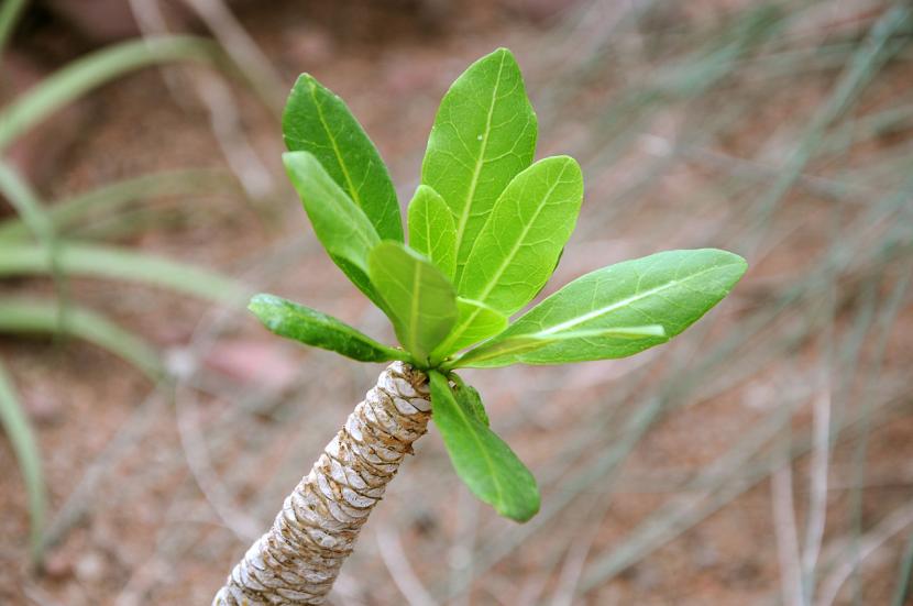 Brighamia insignis