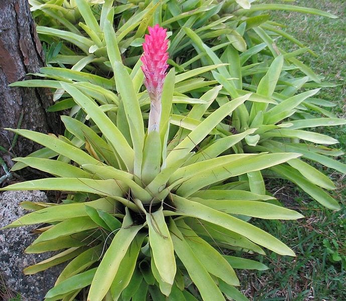 Ejemplar de Quesnelia quesneliana