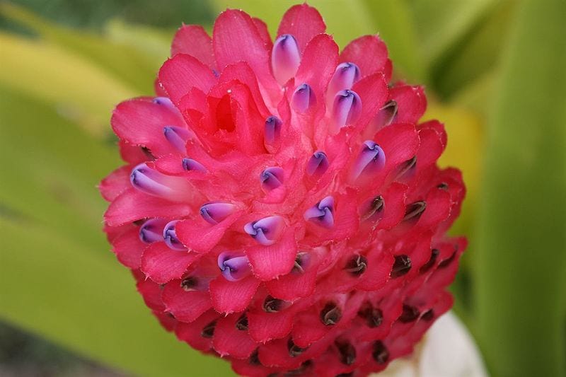 Flor de la Quesnelia testudo