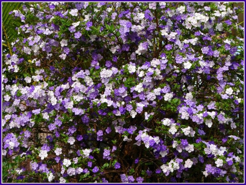 Brunfelsia bonodora en flor