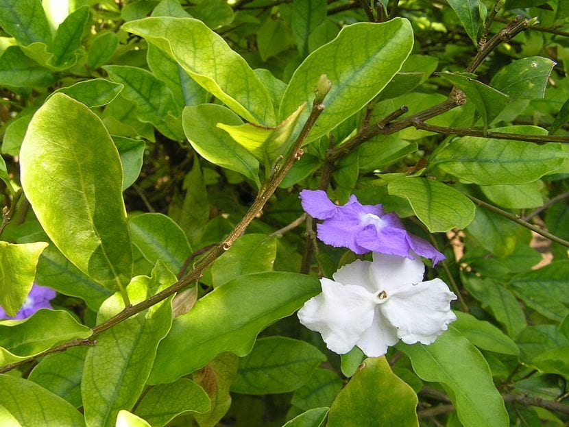 Brunfelsia hopeana en flor