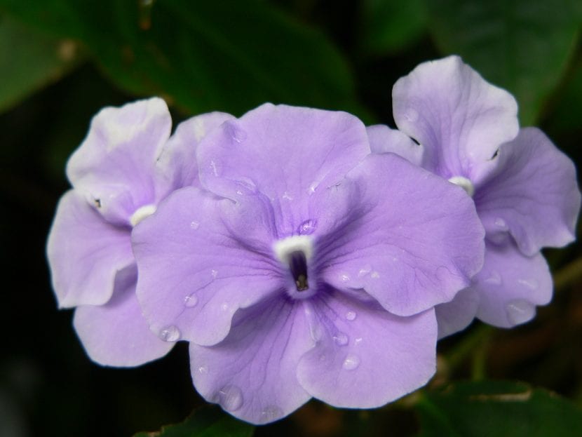 Flores de Brunfelsia panciflora