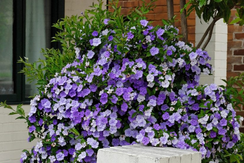 La planta Brunfelsia pilosa en flor