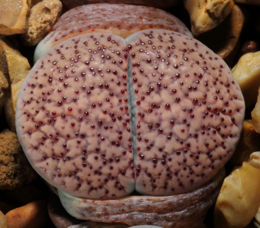 Lithops verruculosa
