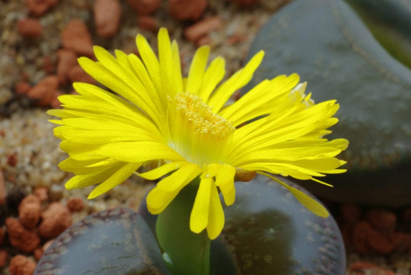 Flor de Lithops