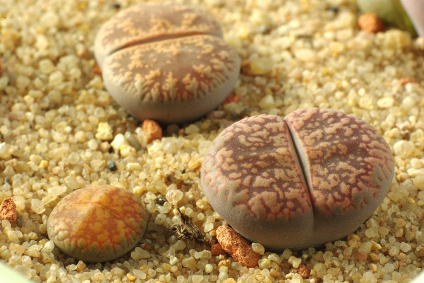 Lithops