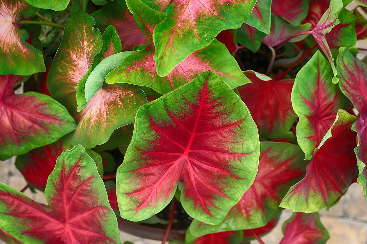 Caladio de hojas rojas: cultivo, color y toxicidad