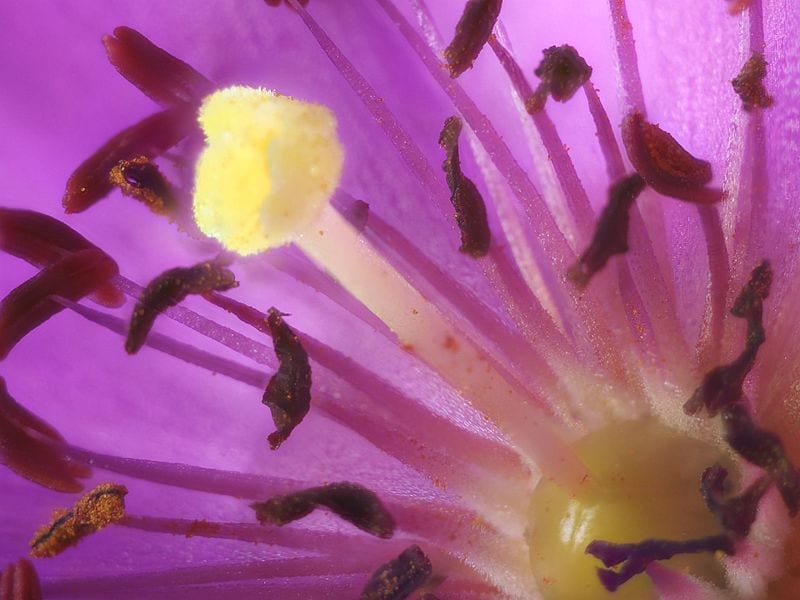 Calandrinia grandiflora