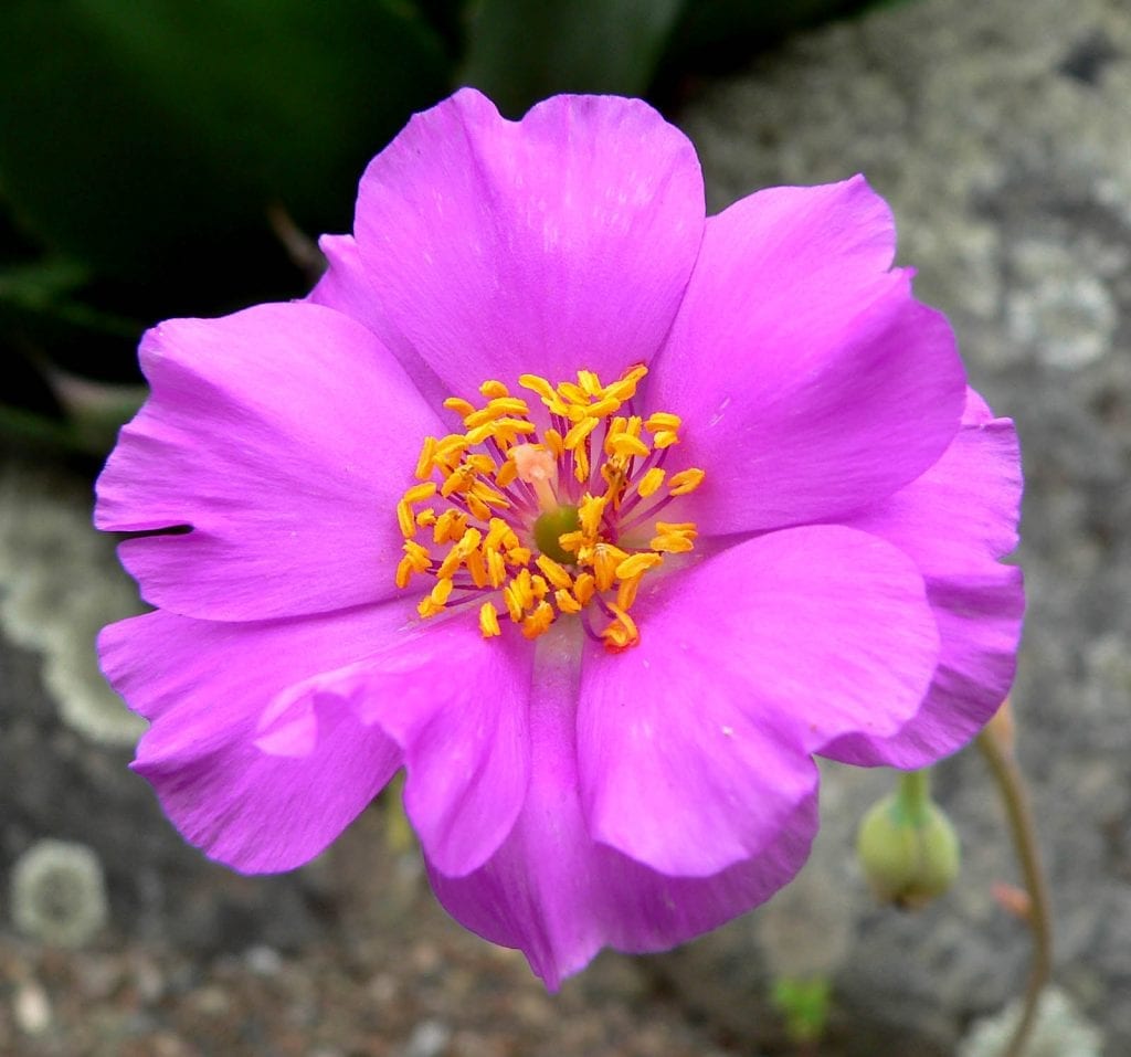 Calandrinia grandiflora