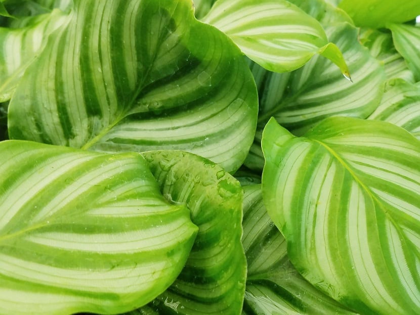 hojas mojadas de la Calathea orbifolia