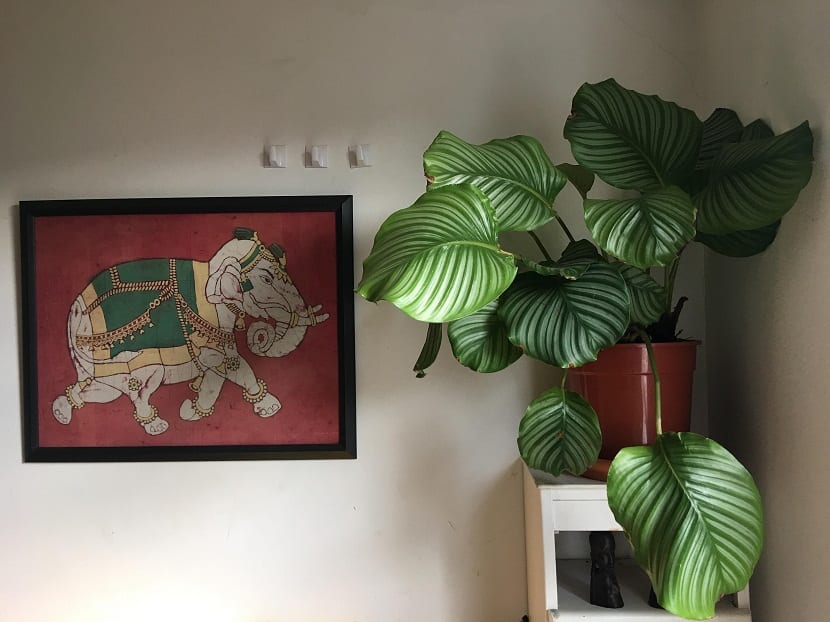 maceta con planta de hojas grandes en una sala