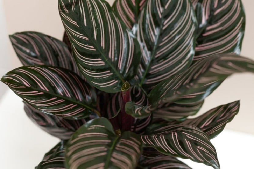 Calathea ornata: cuidados de la calatea de rayas rosas