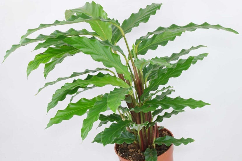 Calathea rufibarba en maceta