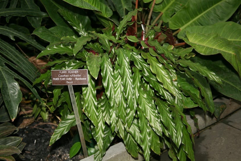 hojas lanceadas de la Calathea rufibarba