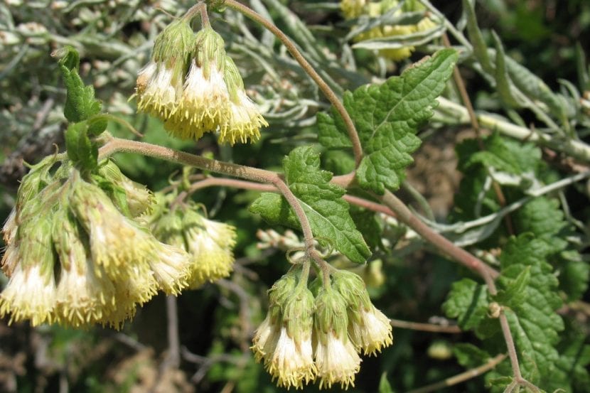 Las flores de la Calea son amarillentas
