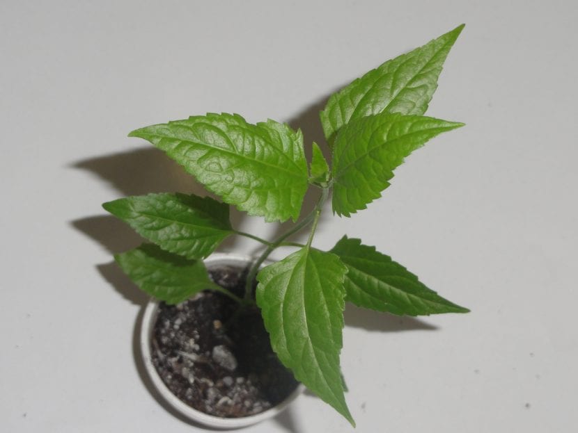 La Calea se puede cultivar en maceta