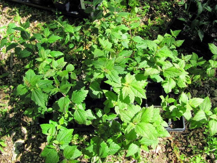 La Calea zacatechichi es una planta medicinal