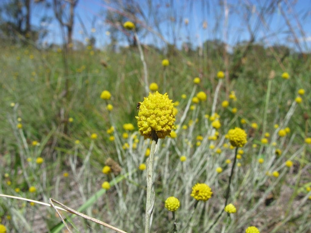 Las flores del Calocephalus son pequeñas pero llamativas